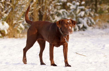 Hundebetreuung Friedrichshain 1